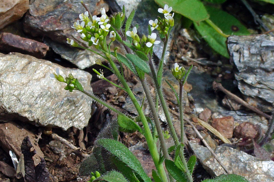 Arabis da determinare 2